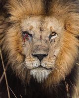 Миниатюра Мужчина Ильнур  Ново-Савиновский Фотография 